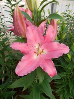 [5378 Maurena VZ No01.JPG]